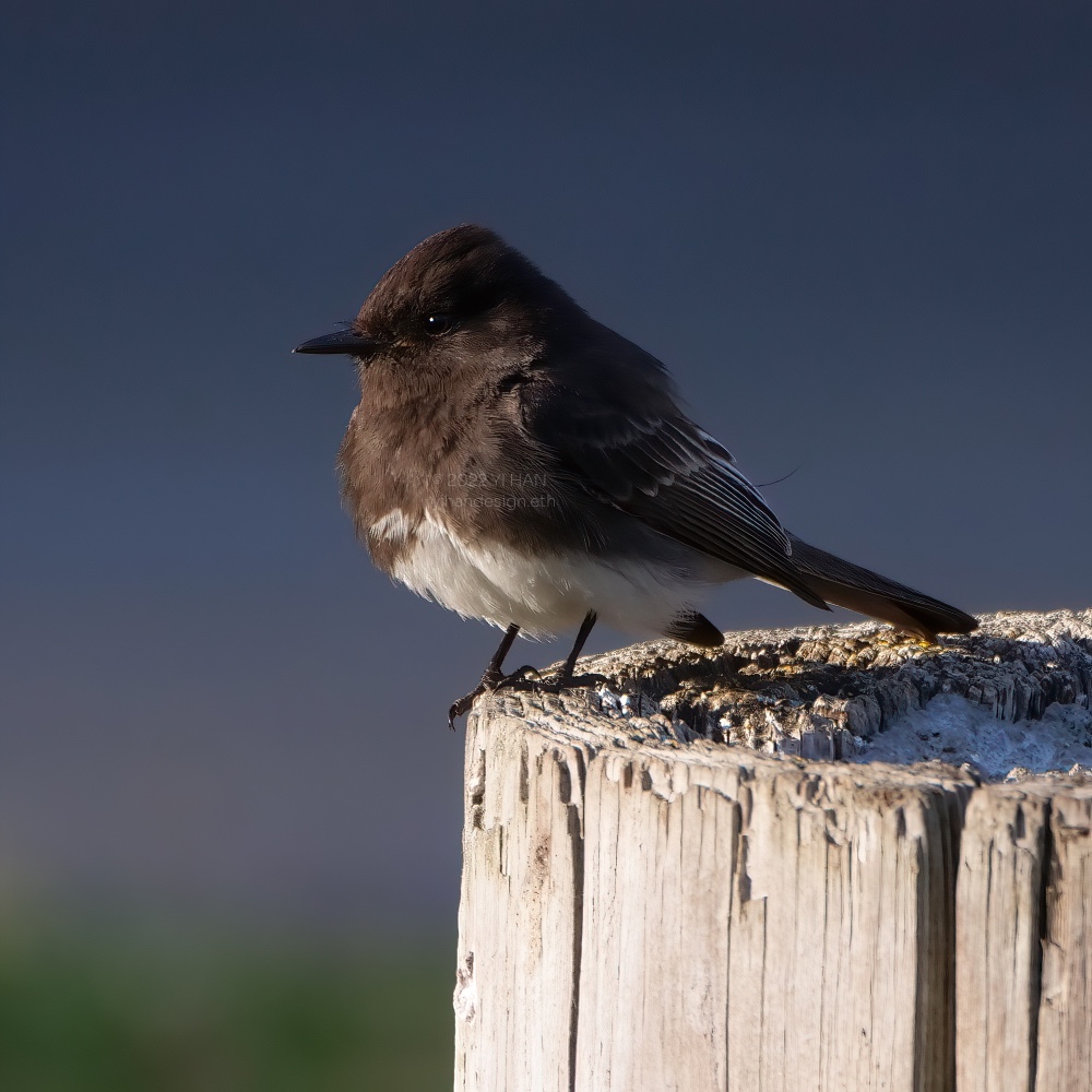 black phoebe_2